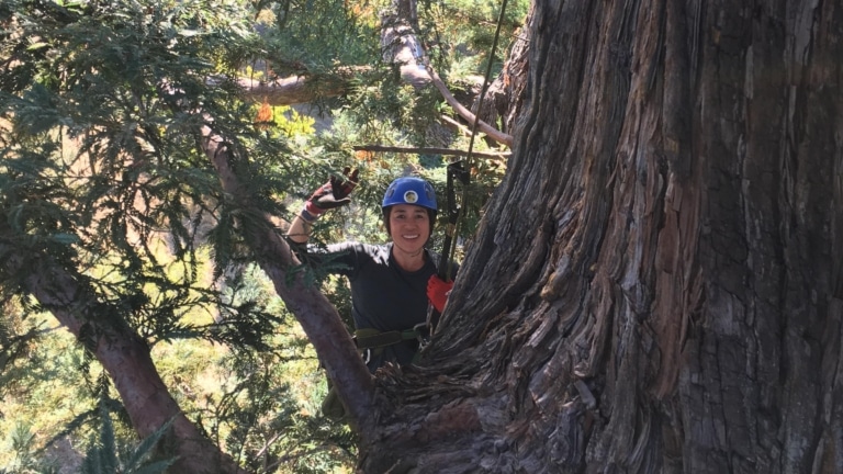 Why our team climbs trees